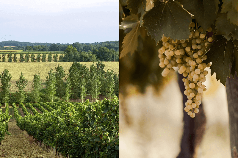 Gascony region's unique terroir