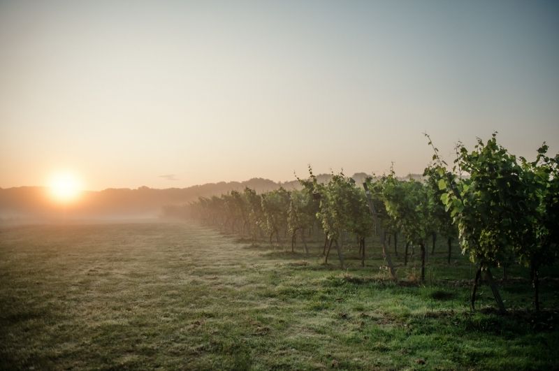 misty morning at Gusborne estate