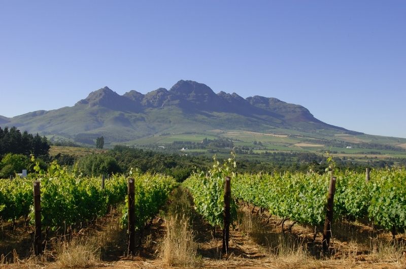 Taking in a gorgeous view at the foot of Helderberg Mountain