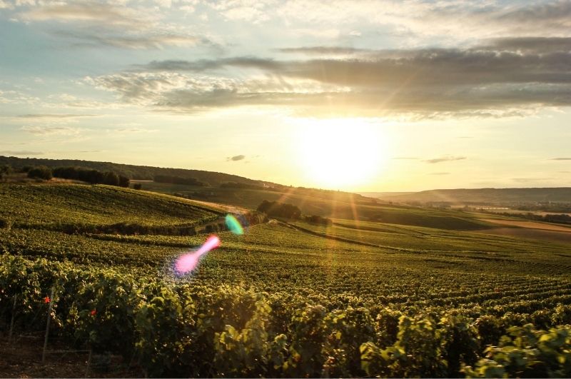 Champagne Vineyards